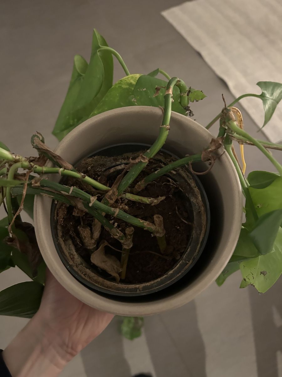Plantes & graines: Efeutute mit Übertopf – D'occasion à Thun par ann_j9cx 3