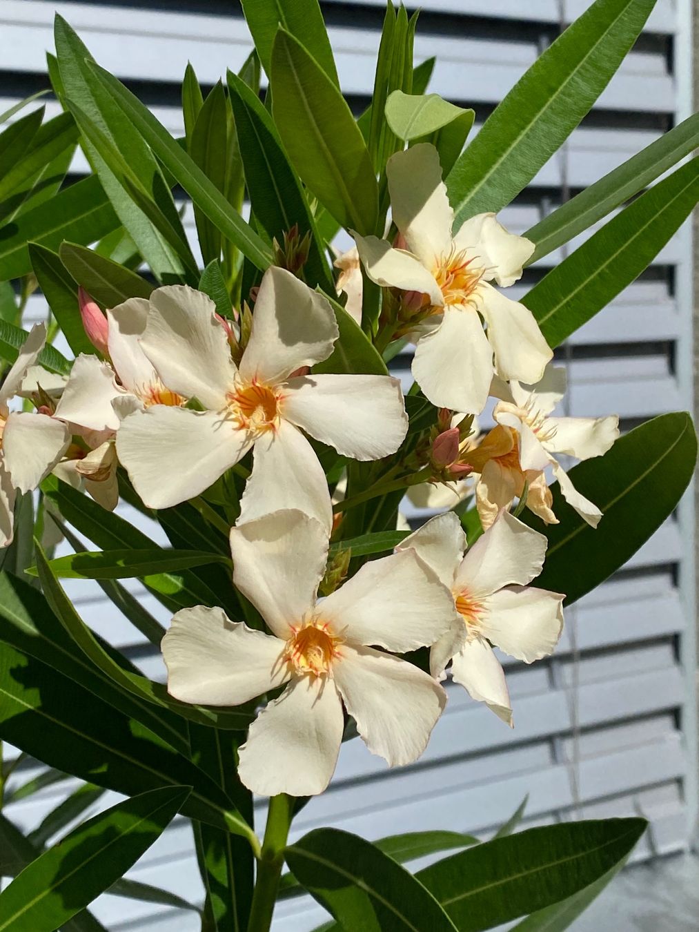 Plantes & graines: Oleander gelb, Höhe 100 cm – Neuf (Voir description) à Alchenflüh par smart- 1