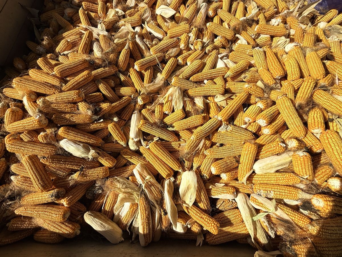 Mangimi: 5kg BIO Körnermais Kolben – Nuovo (secondo la descrizione) da Märstetten venduto da The_Dings 1