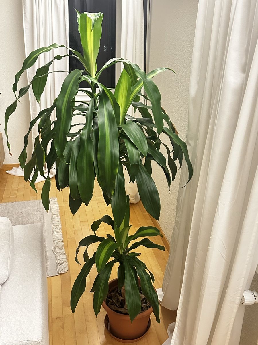 Plantes & graines: House plant dracaena fragrans – D'occasion à Zürich par ser_g2zq