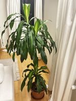 House plant dracaena fragrans