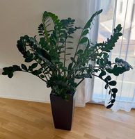 Riesige Glücksfeder Zamioculcas, 160cm, Lechuza Cubico
