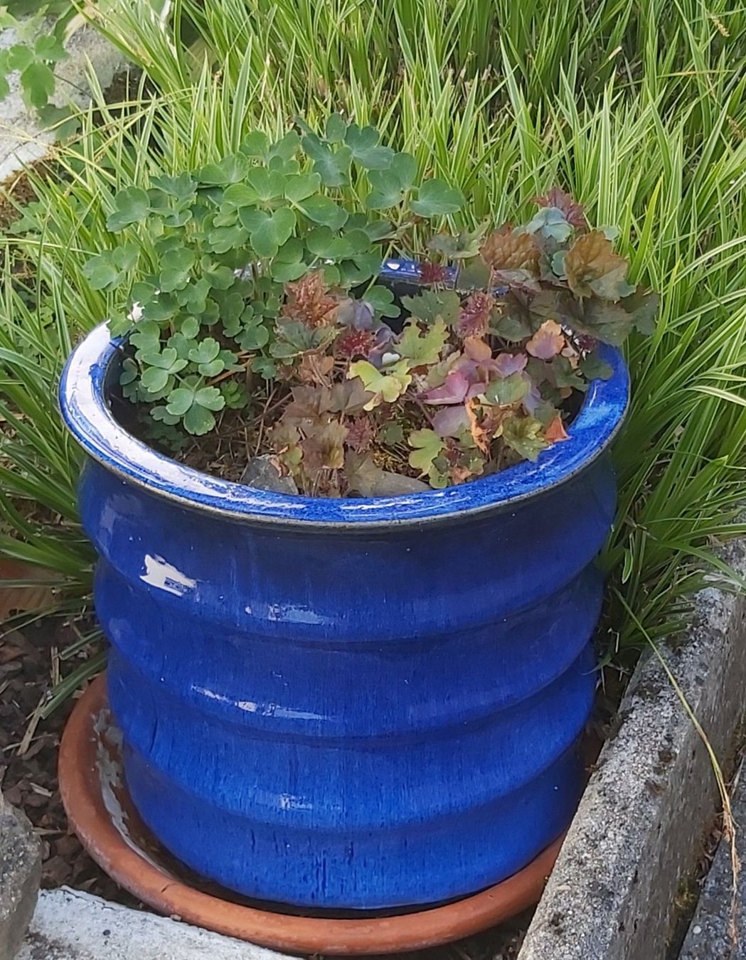 Vasi per fiori: Blauer Keramiktopf mit Bepflanzung – Usato da Greppen venduto da 86Sina 3