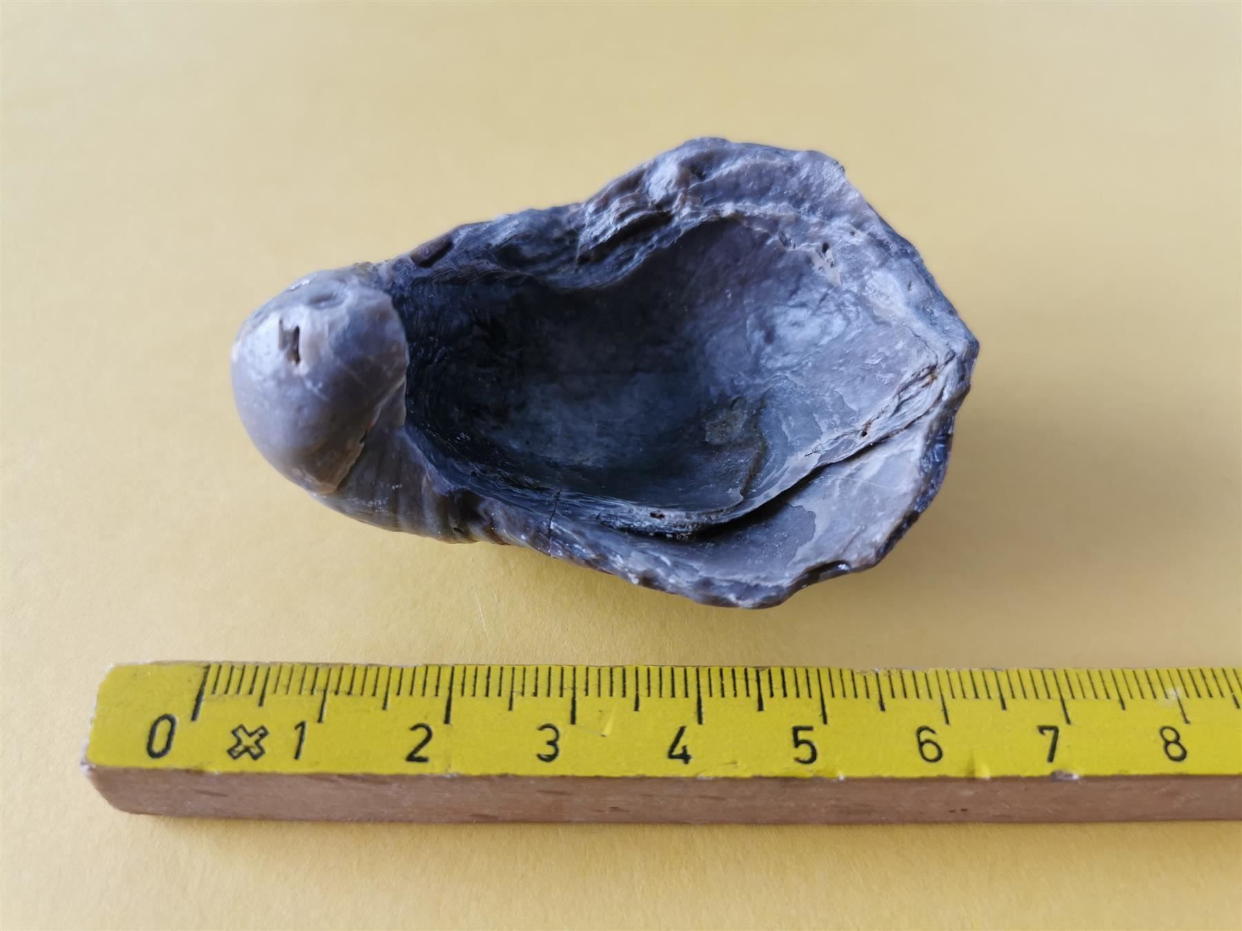 Fossili: Gryphaea arcuata als Geschenk – Usato da Olten venduto da smiples 2