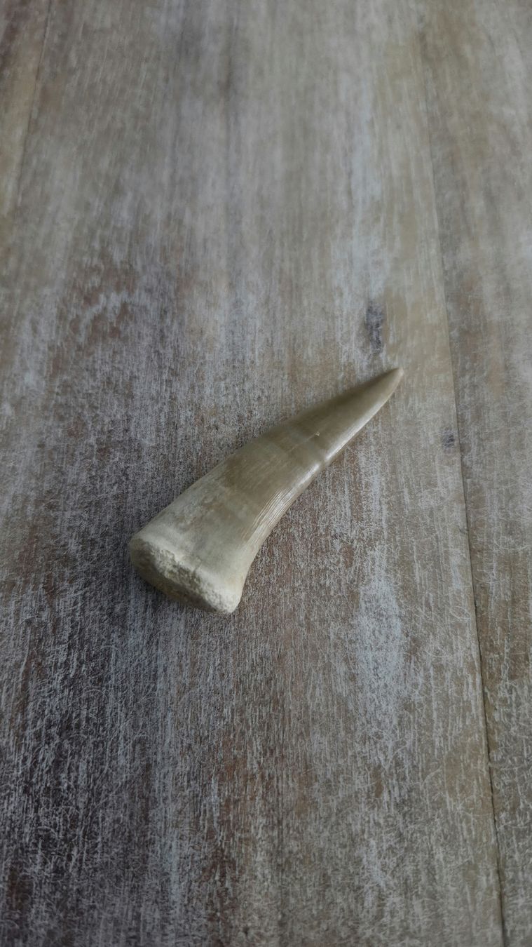 Fossili: Enchodus Libycus zahn 5,5 cm – Usato da Villmergen venduto da Ero77 3