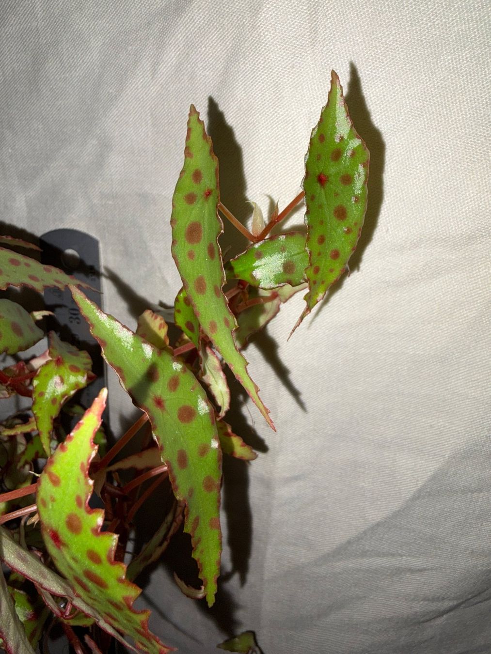 Plantes & graines: Begonia amphioxus – D'occasion à Winterthur par Aniger