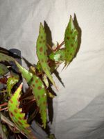 Begonia amphioxus