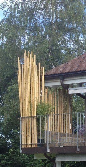 Bambus Stangen für Garten oder Dekko Kaufen auf Ricardo