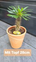 Pachypodium Lamerei Pflanze mit Topf
