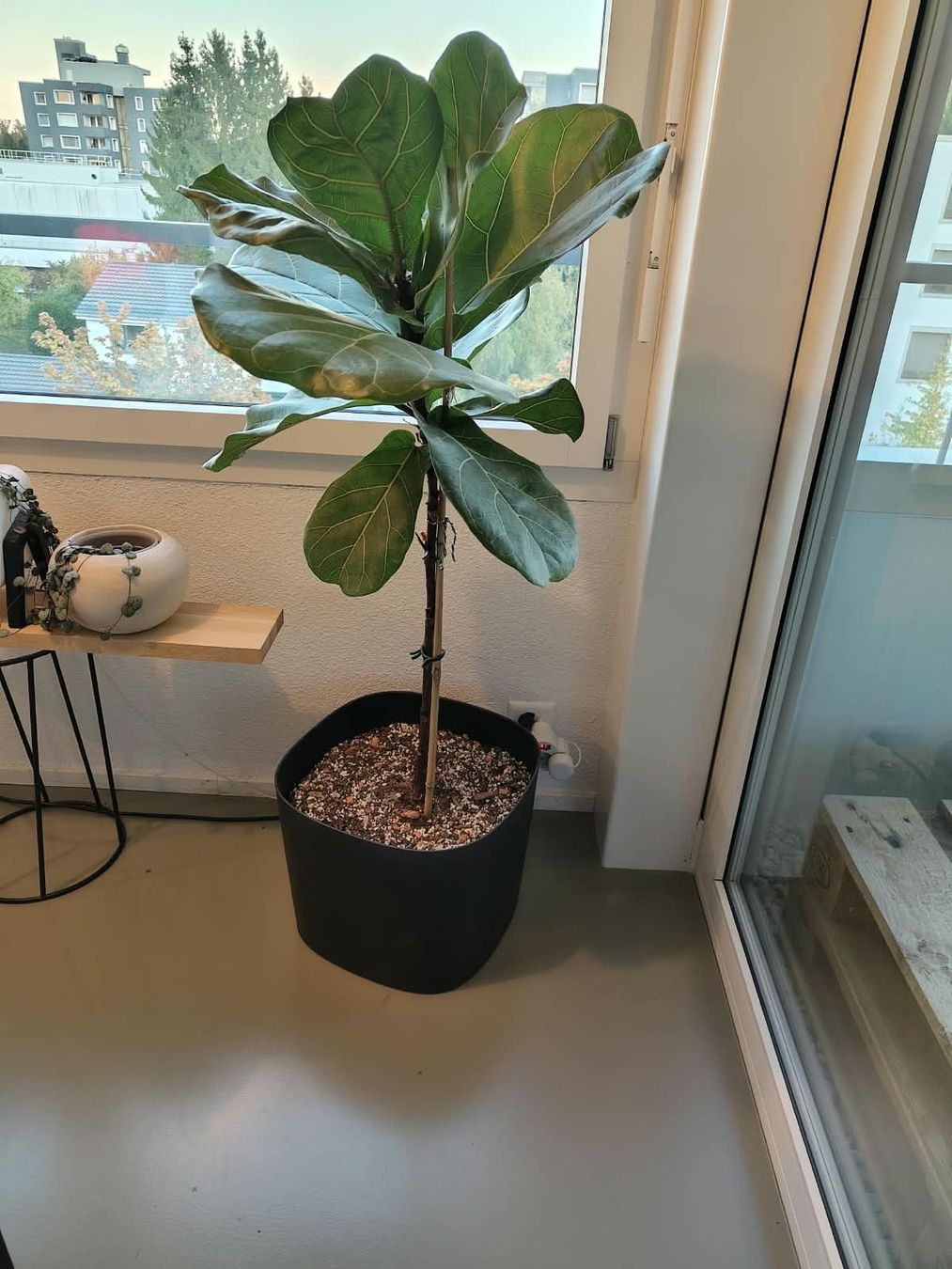 Pflanzen & Samen: Ficus lyrata – Gebraucht aus Zürich von cla_hz6t