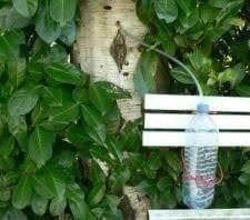 Piante & sementi: Betula Alba  ( eau de bouleau ) – Nuovo (secondo la descrizione) da Bremblens venduto da FIBONACCI369 1
