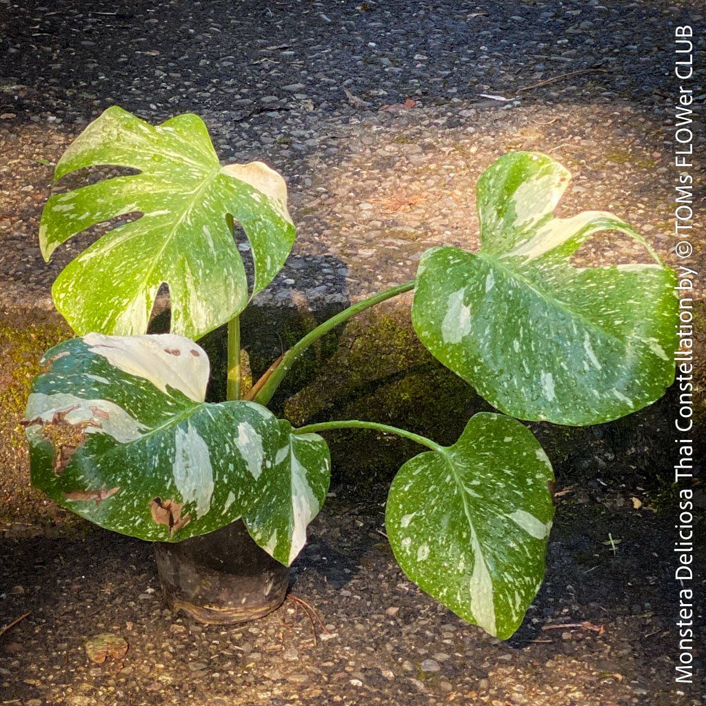 Piante & sementi: Monstera Deliciosa Thai Constellation - grossblättrig – Nuovo e nell'imballaggio originale da Adliswil venduto da astom369 3