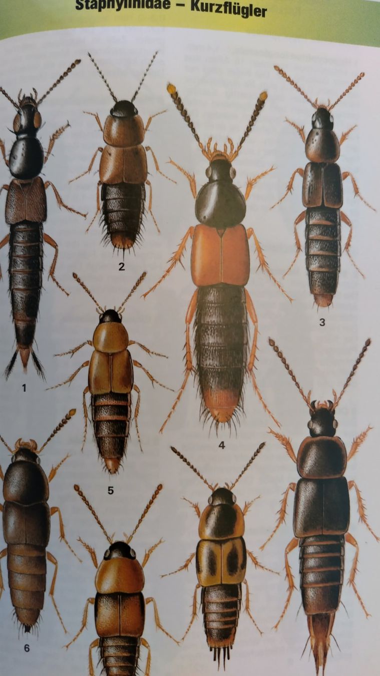 Livres: Käfer Buch / Der Kosmos Käferführer / Buch mit 352 Seiten – D'occasion à Bellach par JingleJerry 5