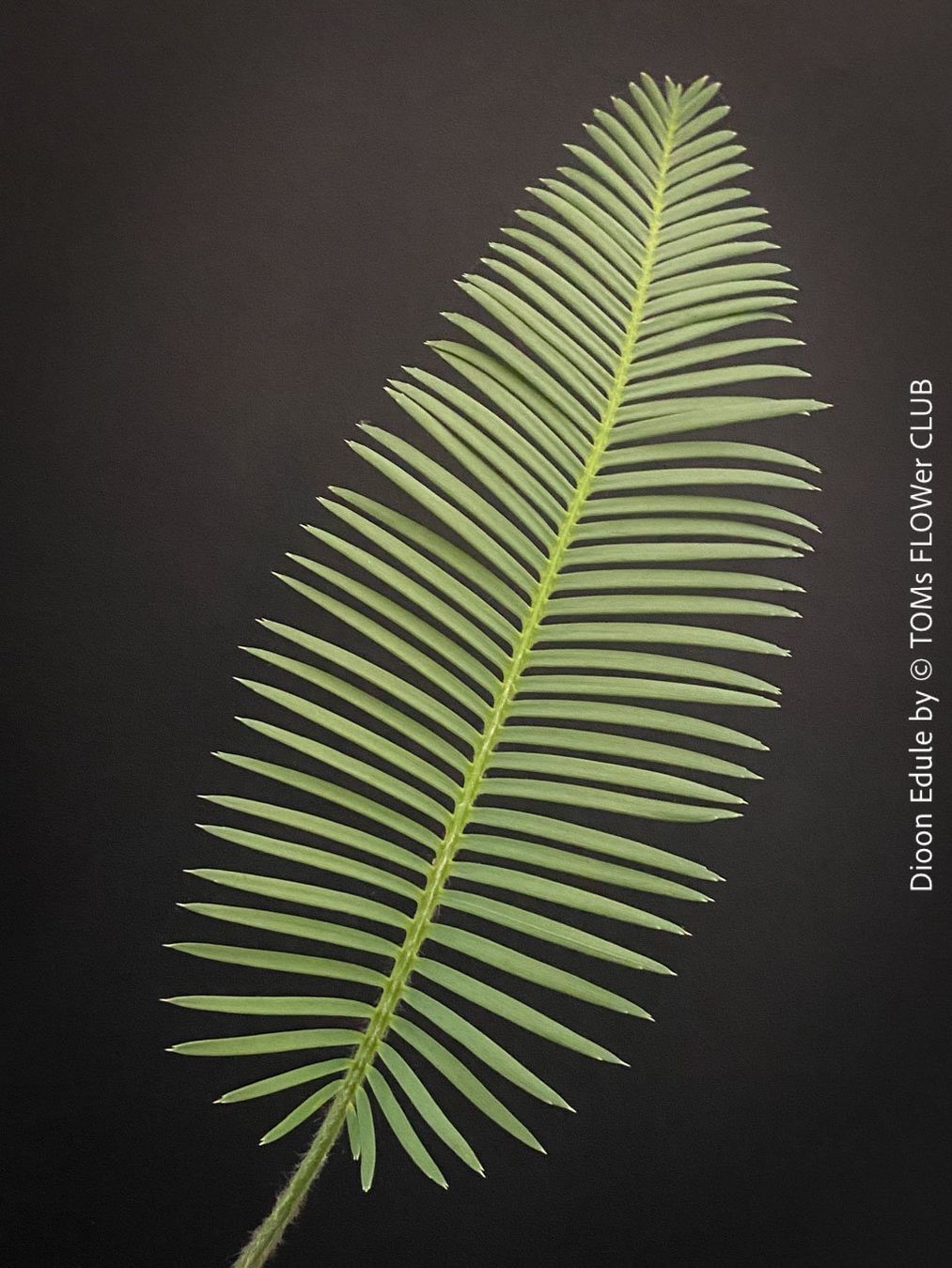 Piante & sementi: Dioon Edule - mexikanischer Doppelpalmfarn - Einzelstücke – Nuovo e nell'imballaggio originale da Adliswil venduto da MarkyForest 2