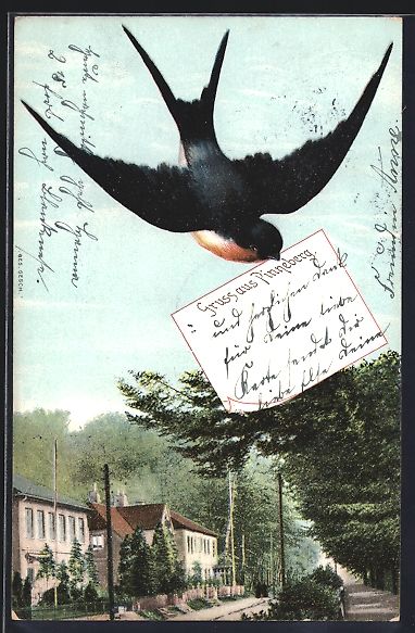 Cartoline postali: Schwalben-AK Pinneberg, Strassenpartie u – Usato da Berlin venduto da bartko-reher