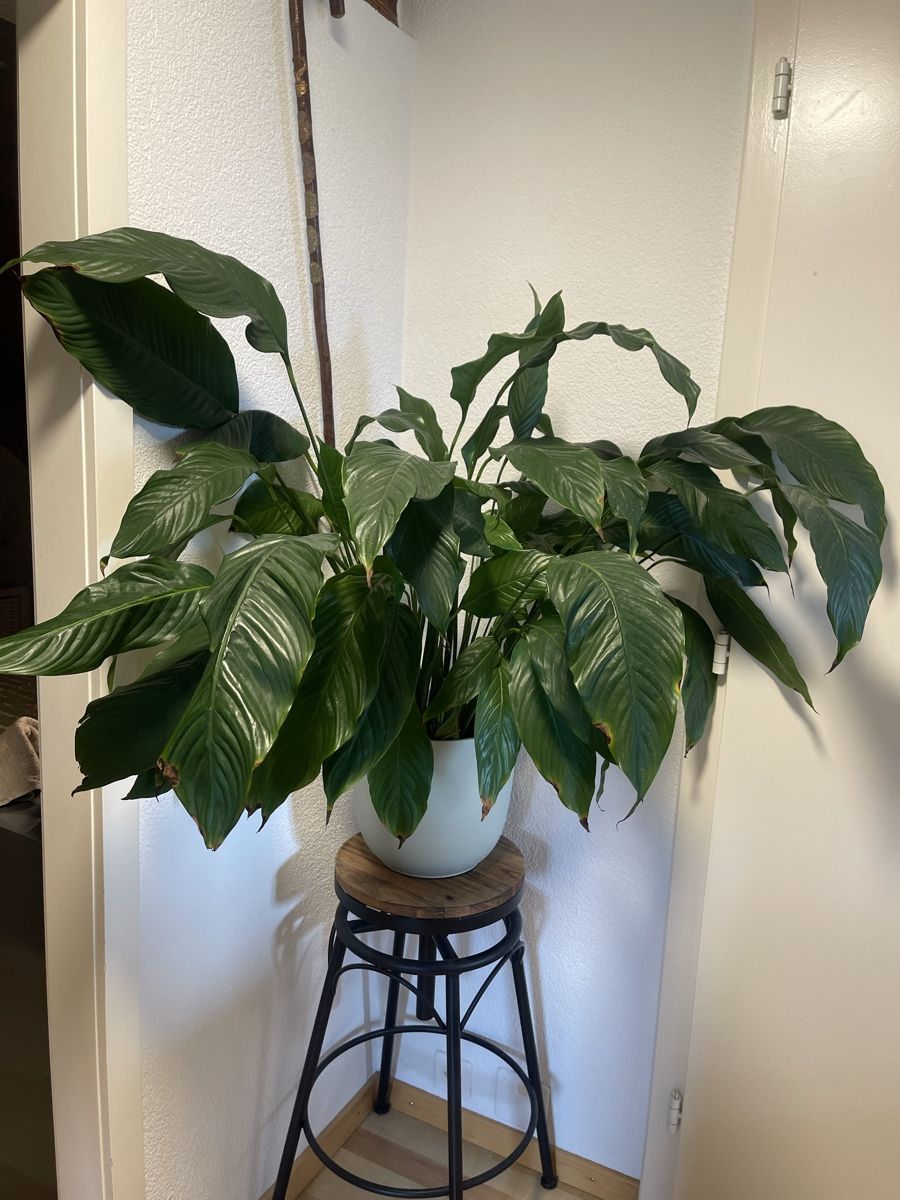 Piante & sementi: Spathiphyllum, Wunderschöne, grosse Zimmerpflanze – Usato da Arni AG venduto da belfidi