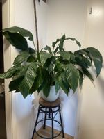 Spathiphyllum, Wunderschöne, grosse Zimmerpflanze