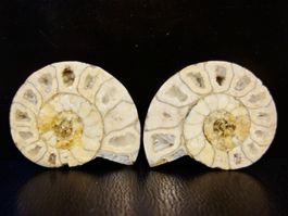 Versteinerter Fisch Fossil AMMONIT CEONICERAS MADAGASKAR