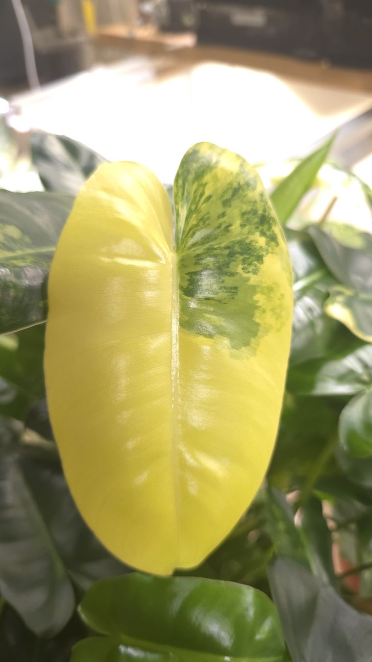 Piante & sementi: Philodendron Burle Marx Variegata XL – Nuovo (secondo la descrizione) da Neyruz FR venduto da bry_2dg9 1