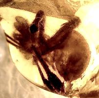 ♥  Baltischer Bernstein / INKLUSE - 5,5 mm SPINNE ♥