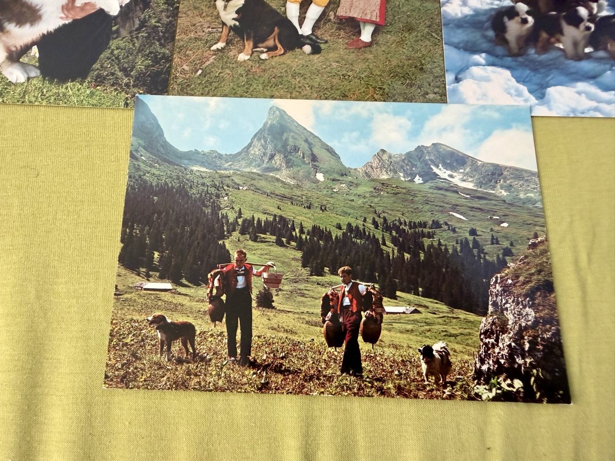 Cartoline postali: Konvolut Schweizer Ansichtskarten Berner Sennenhund Ziegen K – Nuovo (secondo la descrizione) da Libingen venduto da Wisli 6