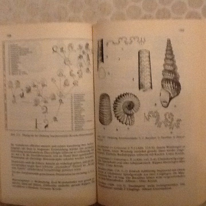 Libri: Fossilien        Lehmann / Hillmer – Usato da Olten venduto da smiples 1