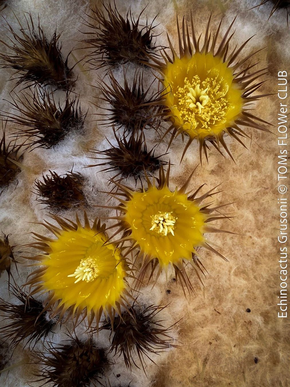 Pflanzen & Samen: Echinocactus Grusonii – „Schwiegermuttersitz" - Kaktus – Neu und originalverpackt aus Adliswil von astom369 1