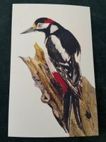 AK ungelaufen Specht Woodpecker Illustration