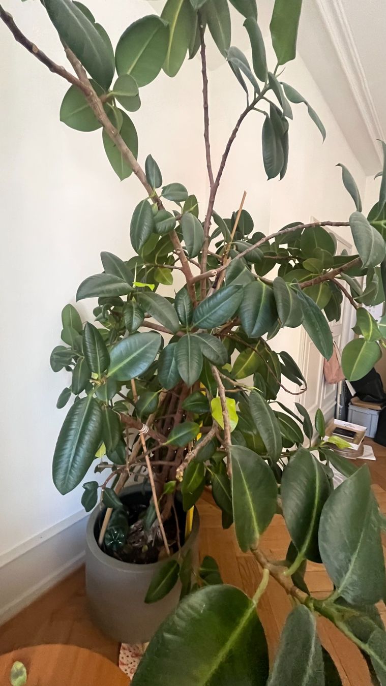 Plantes & graines: Gummibaum – D'occasion à Basel par tiktak09 2