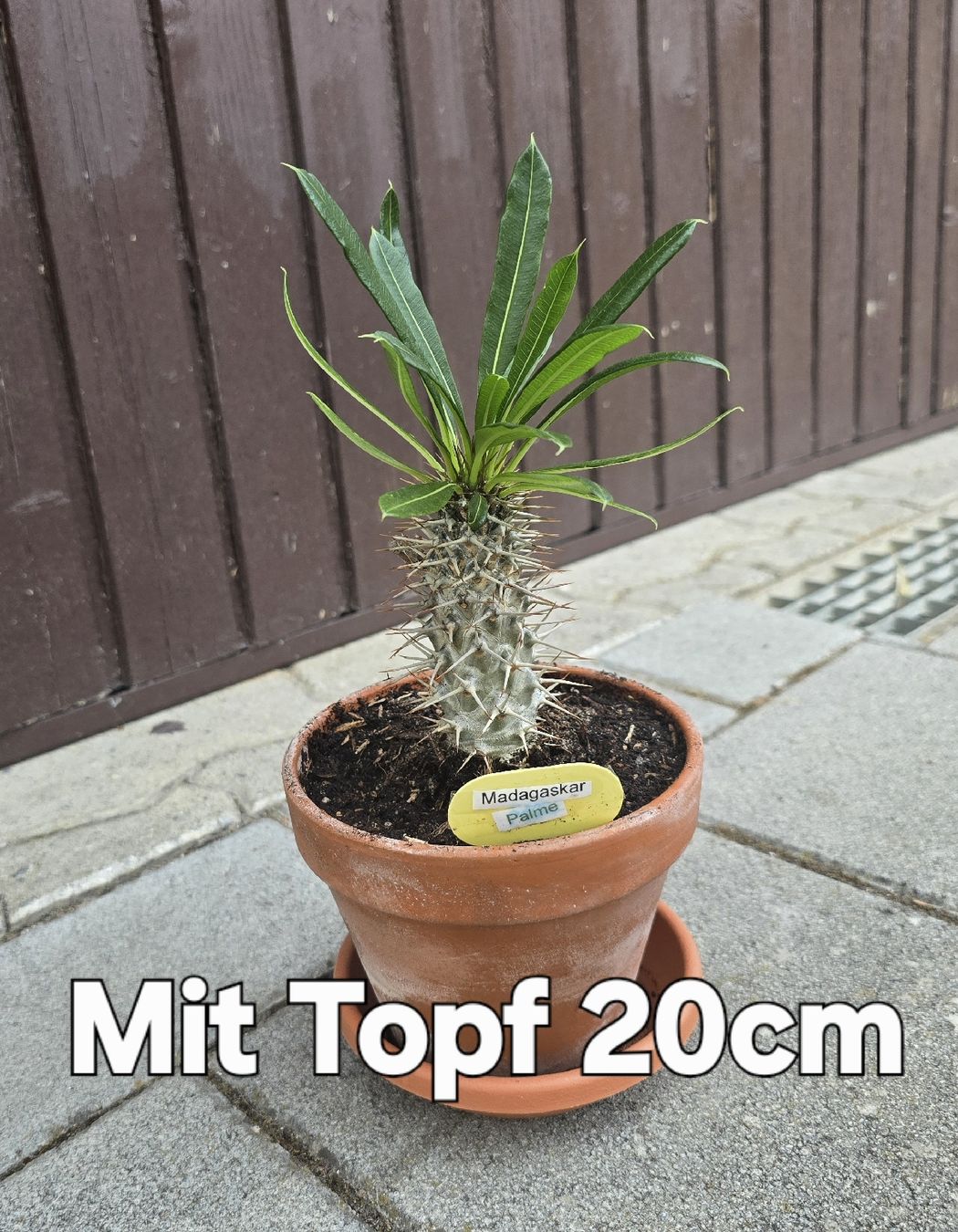 Piante & sementi:  Madagaskar Palme  – Usato da Aarburg venduto da Glitzerschein 2