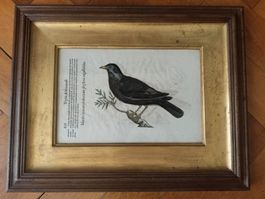Historisches Vogelbild "Merula" - antike Rarität 16 Jh.