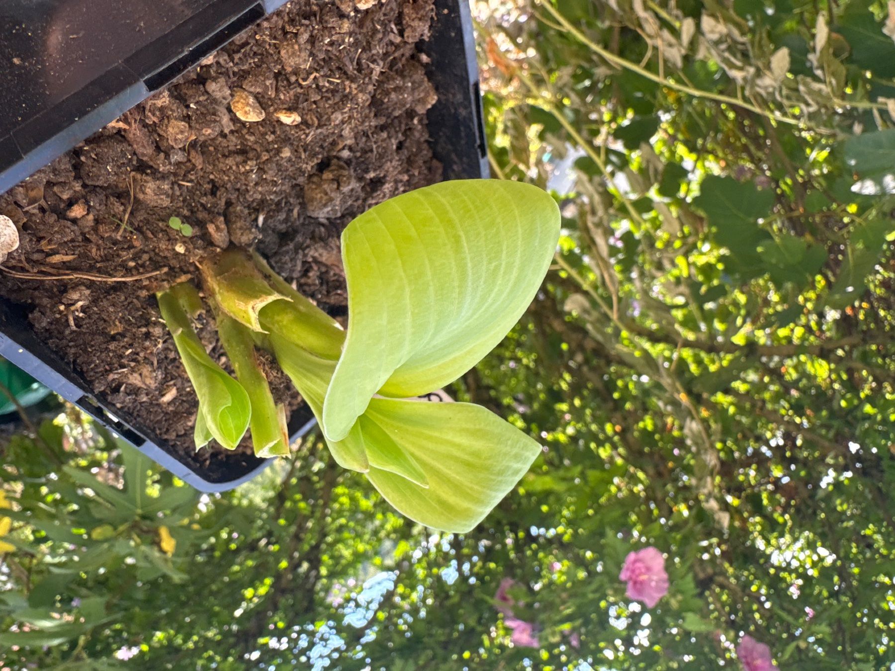 Pflanzen & Samen: Hosta velvet moon 1 – Gebraucht aus Lajoux JU von Briard0 1