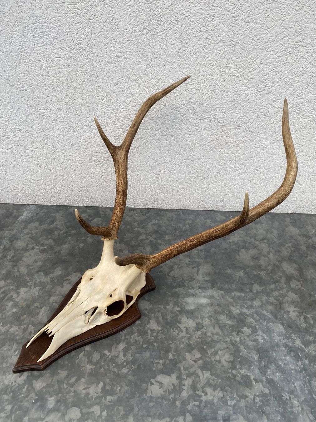 Altre raccolte & rarità: Hirschgeweih auf Holzschild, Trophäe, Dekoration, Jagd – Usato da Emmen venduto da Sutim2005 2