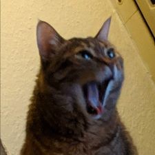 Profile image of Pizzachats