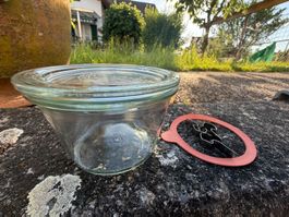 WECK Einmachglas Rundrandglas 100ml mit Gummidichtung ohn...