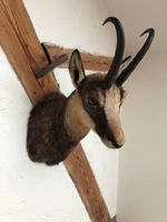 Gämsbockpräparat 5 1/2 Jahre