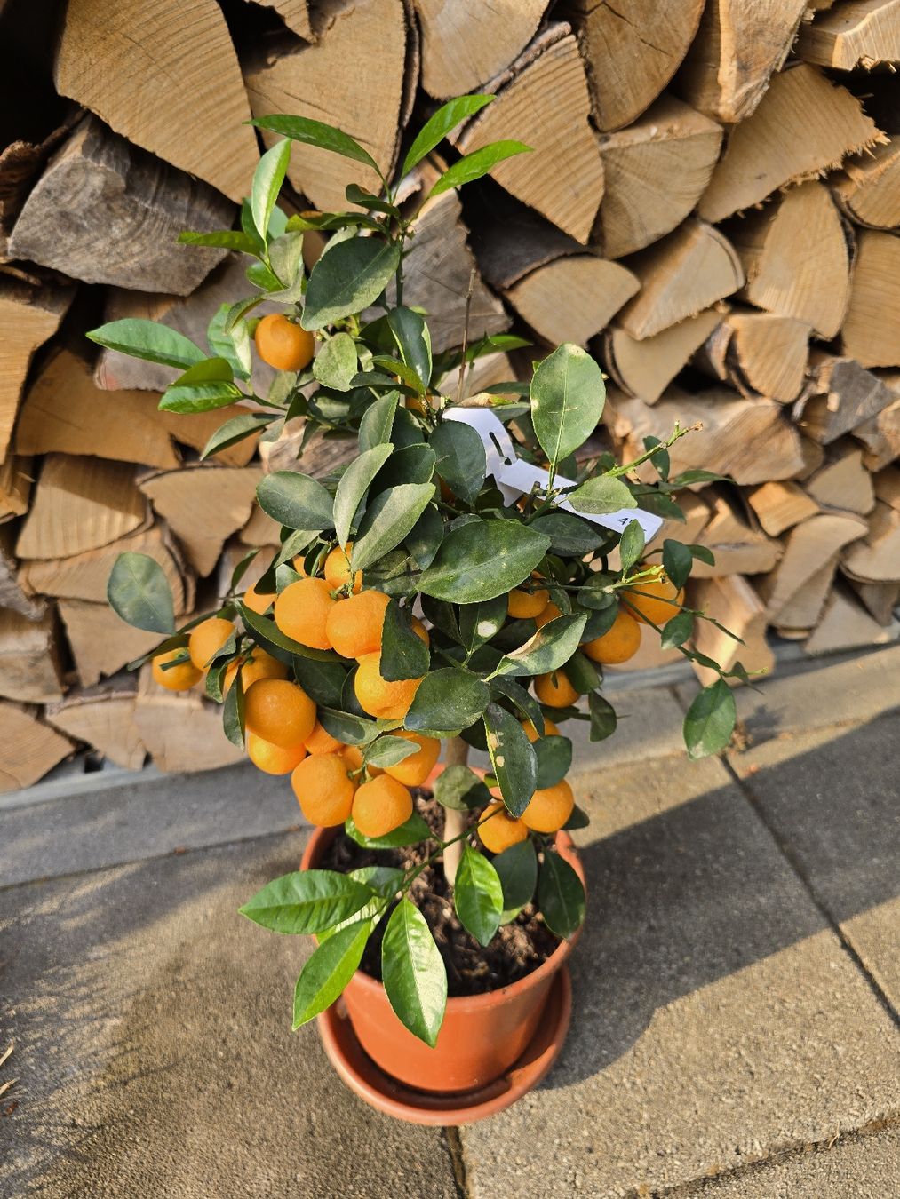 Plantes & graines: Hübsches Calamondin Bäumchen  – Neuf (Voir description) à Aarburg par popkorn65 2