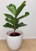 Ficus Lyrata Geigenfeige Fiddle Leaf fig potted plant 84 cm