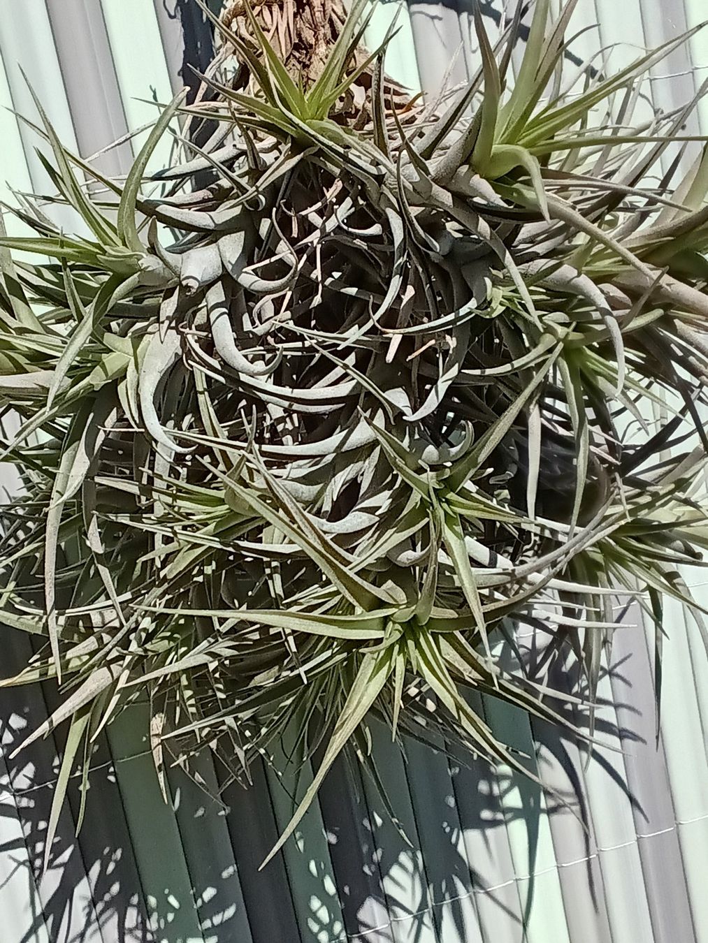 Piante & sementi: Tillandsia bergeri – Nuovo (secondo la descrizione) da Erlach venduto da Tobago25