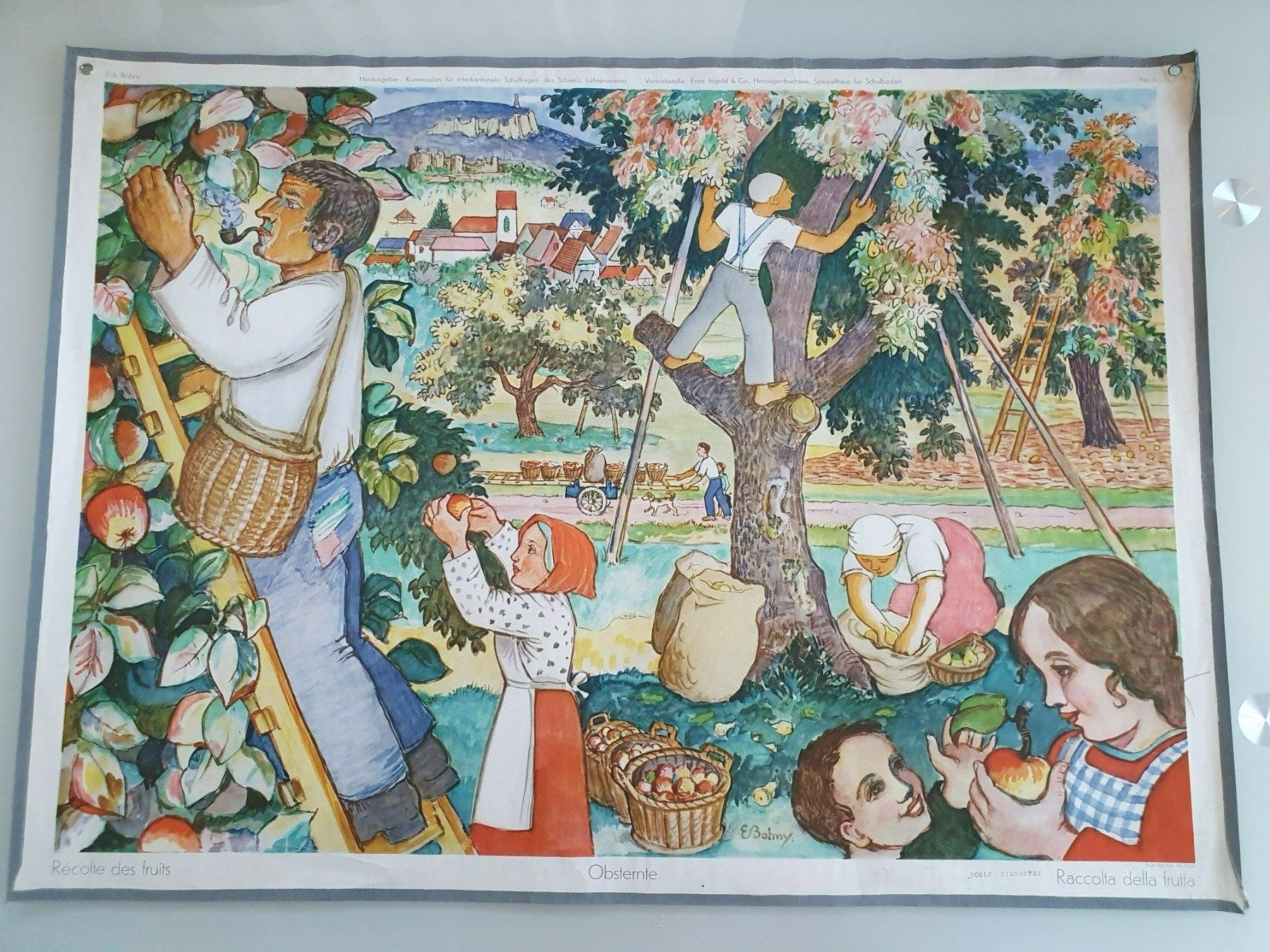 Foto & Immagini: Schulwandbild Nr. 1 Obsternte – Usato da Fribourg venduto da YannDuc