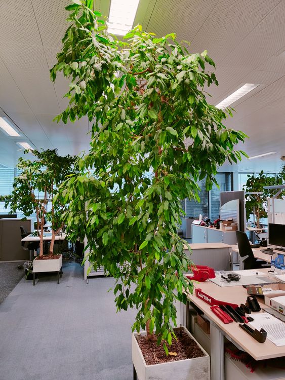 Ficus Benjamin Pflanze Kaufen auf Ricardo