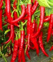 Ab 5.- fr !!! 10 Samen SCHARFE Kalabrische XL Chili 10 cm‪‪