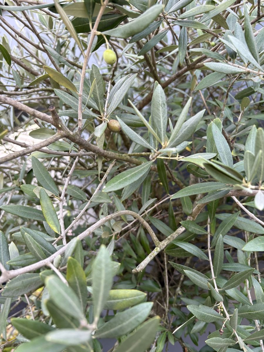 Plantes & graines: Olivenbaum mit Topf – D'occasion à Zürich par seb_8rsb 2