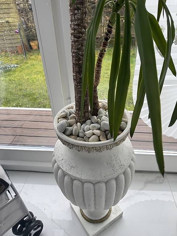 Vasi & Recipienti: pflanze mit römervase  – Usato da Adligenswil venduto da balboa5 3