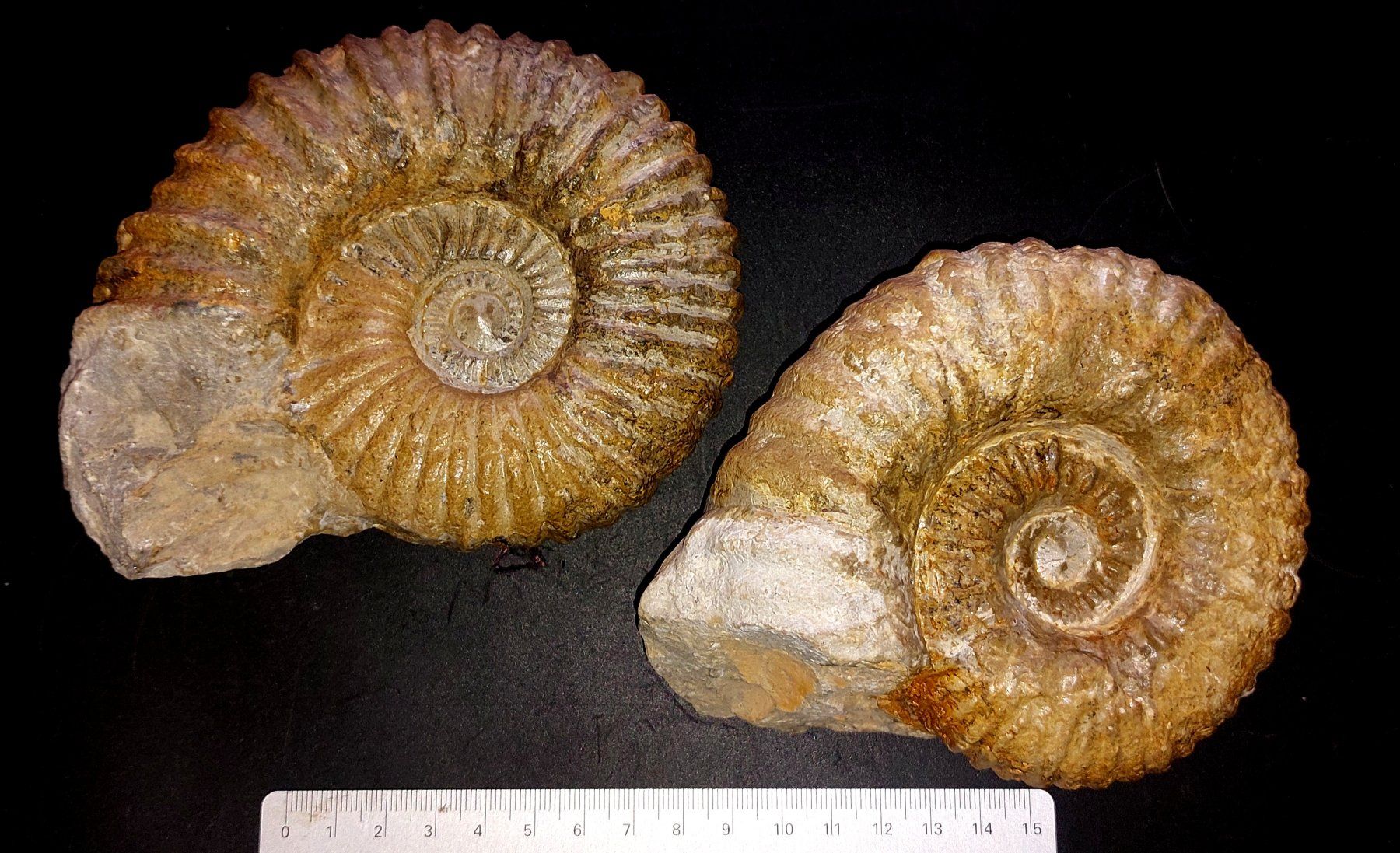 Fossili: zwei schöne Ammoniten aus Marokko – Usato da Thal venduto da wicko