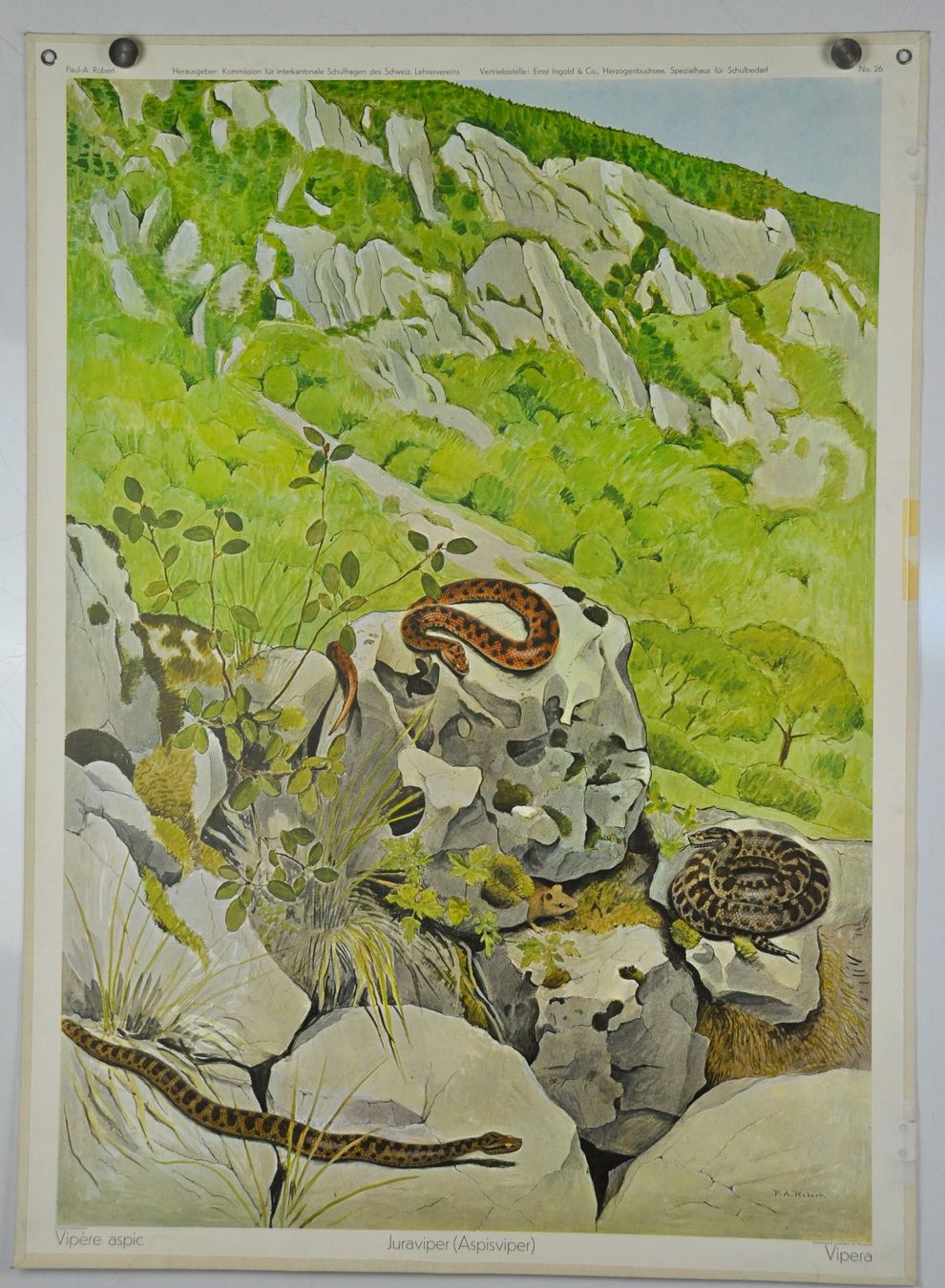 Poster & Bilder: Schulwandbild Viper -  Juraviper P.A.Robert – Gebraucht aus Härkingen von sammelbecken 1