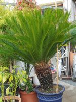 30 Jahre alte Friedenspalme, (Cycas Revoluta)
