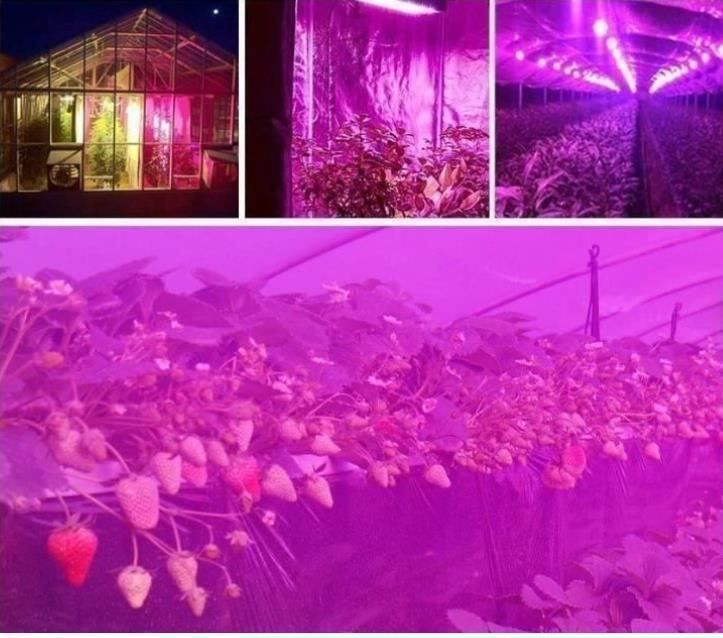 Lampade: LED Grow Light LED Pflanzenlampe – Nuovo e nell'imballaggio originale da Amriswil venduto da Ravinvida 4