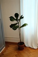Ficus Lyrata Pflanze im Topf guter Zustand