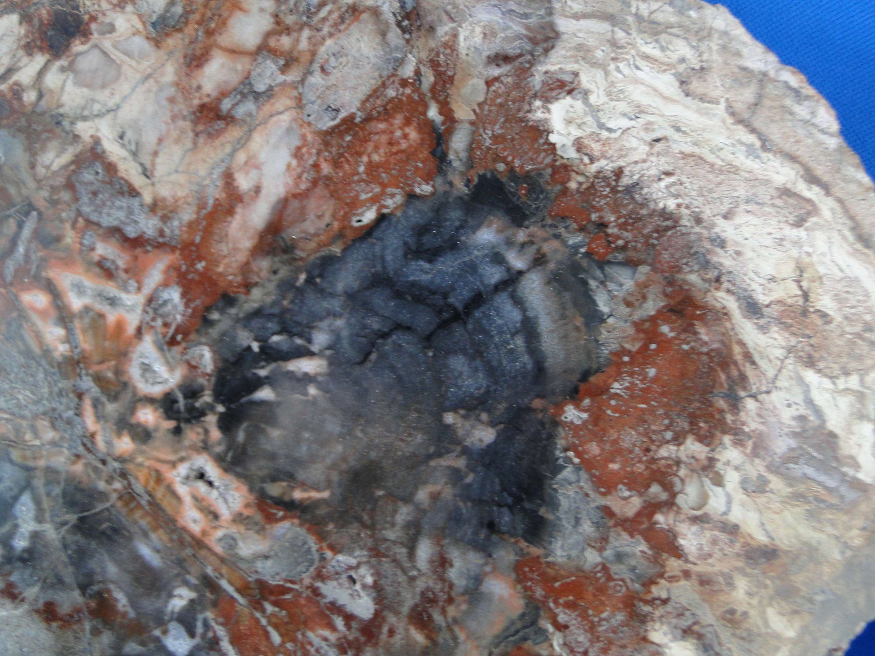 Fossili: Versteinertes Holz – Usato da Schinznach Bad venduto da Demerald 3